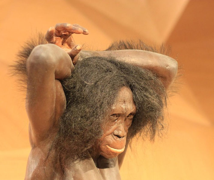 A lifelike museum reconstruction of a Neanderthal or early human, with thick hair and a muscular build. The figure appears to be grooming or stretching against a warm-toned background.