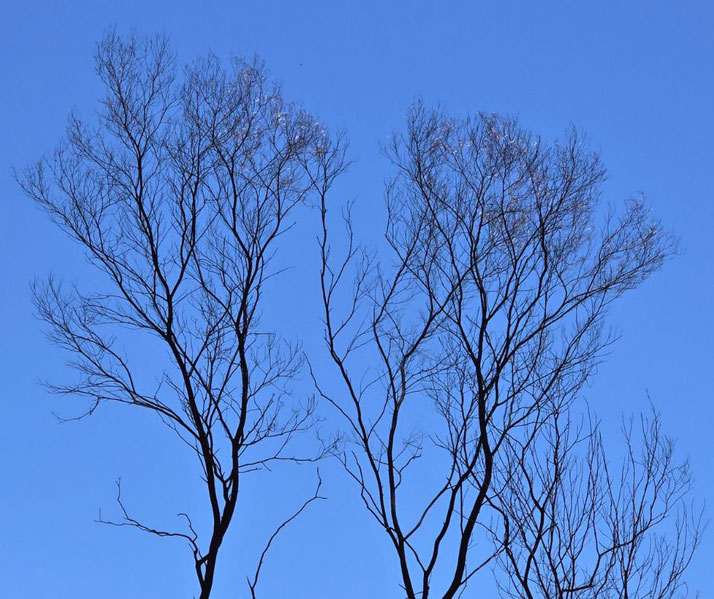 AThe silhouette of burnt trees with bare branches against a clear blue sky. The stark contrast highlights the impact of fire on the landscape, creating a haunting yet striking 