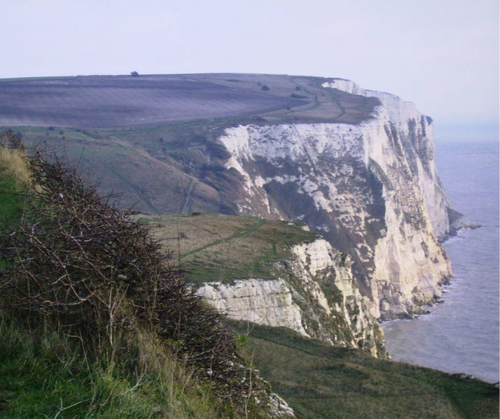 Chalky white cliffs rise above the sea with green fields and paths stretching across the top edge of the coastline.