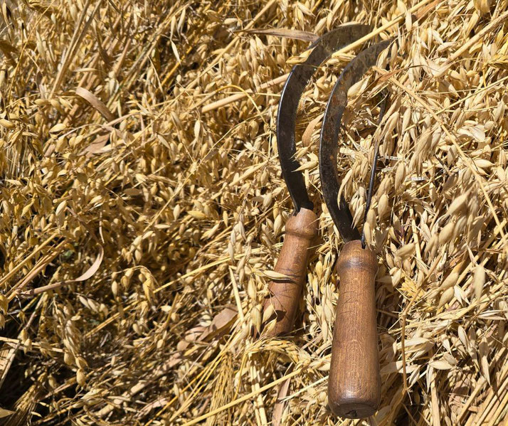 Two sickles with wooden handles rest on a bed of golden dried oats.