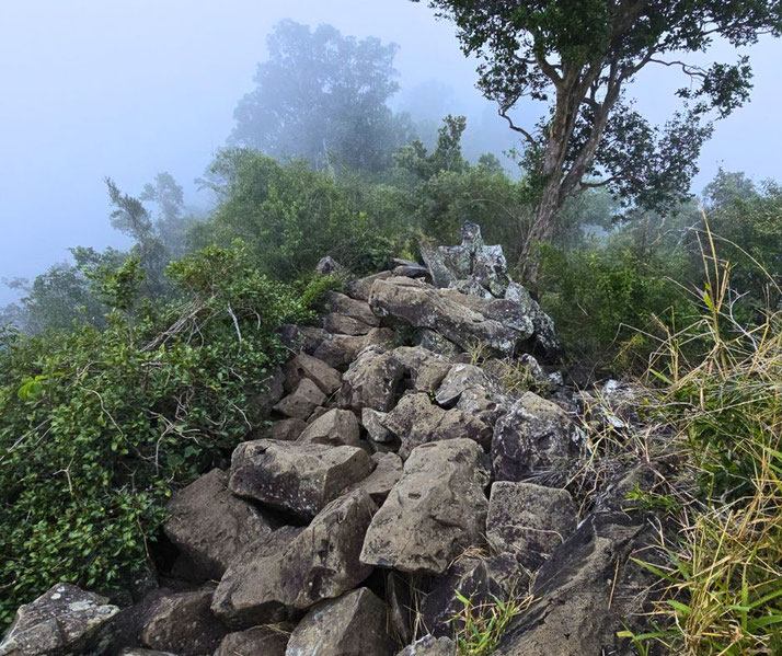 A foggy Australian landscape with a rugged stone path leading through dense green vegetation. A lone tree stands against the mist, creating a mysterious and atmospheric scene.