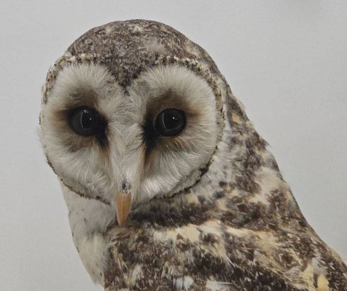 Close-up of a barn owl with dark round eyes, a heart-shaped face, and mottled brown and white feathers.