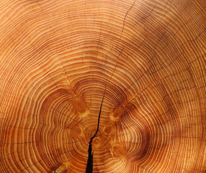 Close-up of a tree trunk cross-section showing growth rings and natural wood grain patterns in warm brown and orange tones.