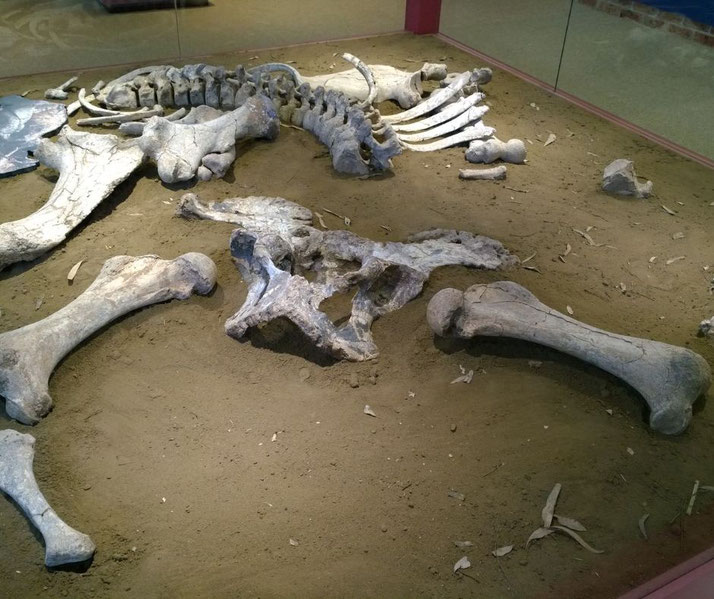 A display of large, ancient fossilized bones, including a rib cage and massive femurs, arranged in a sandy exhibit, offering a glimpse into the remains of a prehistoric creature.