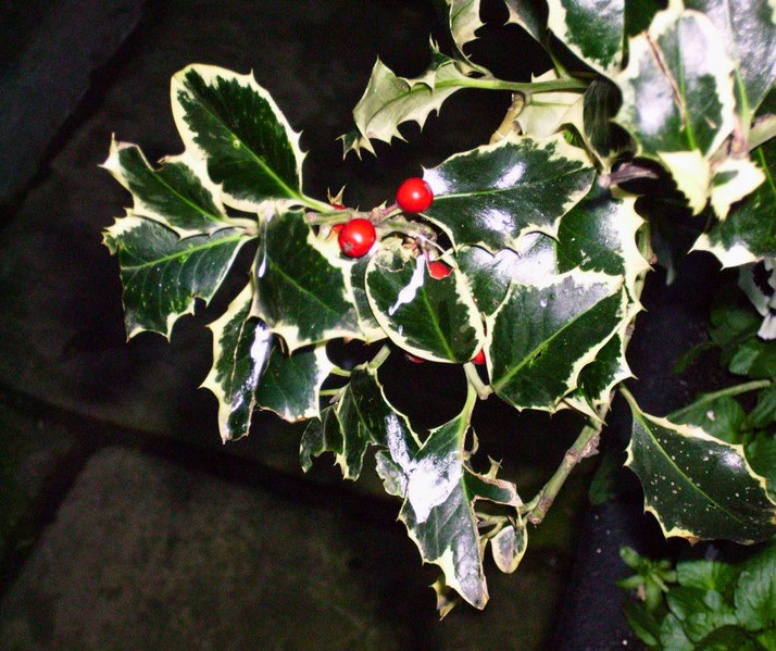 Close-up of variegated holly leaves with spiny edges and bright red berries, photographed at night.