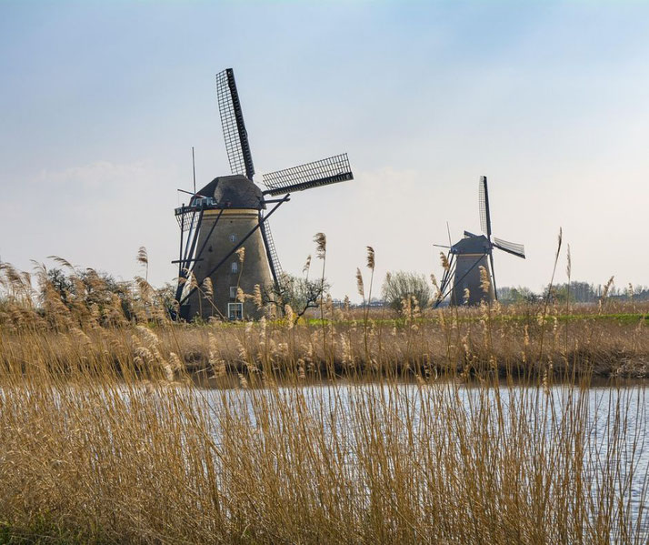 A scenic view of two traditional Dutch windmills standing in a rural landscape, with tall golden reeds in the foreground and a calm body of water reflecting the sky.