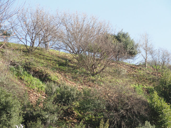 A hillside with scattered trees and patches of green grass and brown soil, partially covered by loose stones and undergrowth.