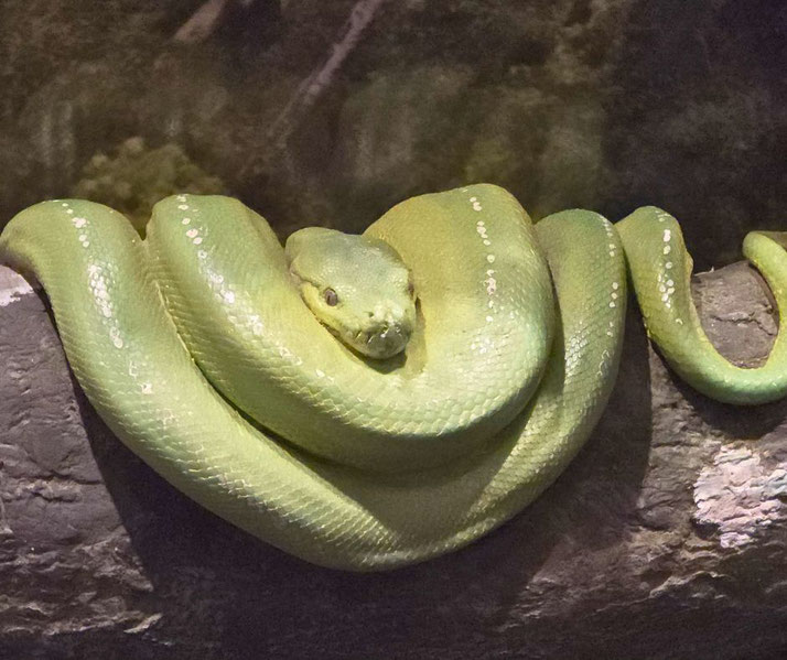 A green snake is coiled around a branch, resting with its head at the center and body looped symmetrically.