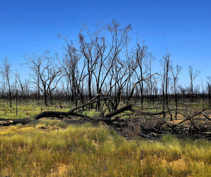 An Australian bushland recovering from a fire, with blackened, leafless trees standing against a bright blue sky. Green grass emerges, symbolizing nature's resilience after destruction.