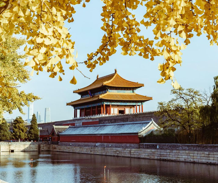 The Forbidden City in Beijing, China, framed by golden autumn ginkgo leaves. The historic palace contrasts with modern skyscrapers in the background, reflecting in a calm moat.