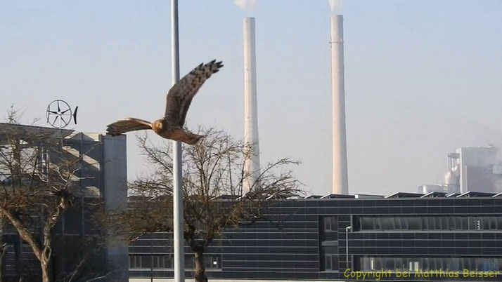 Kornweihe (Circus cyaneus)
