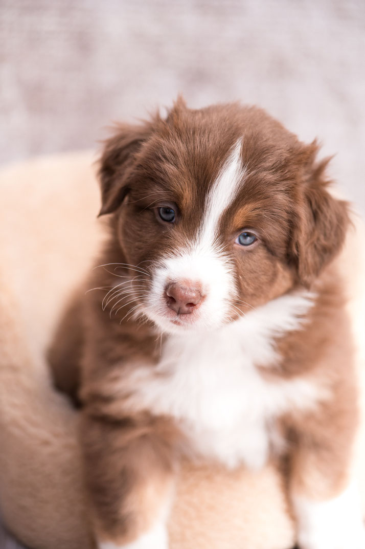 Welpen Australian Shepherd Welpen Kaufen Australian Shepherd Kaufen Australian Shepherd Welpen Kaufen Osterreich Australian Shepherd Zuchter Tirol Niederndorf Bei Kufstein Aussie Welpen