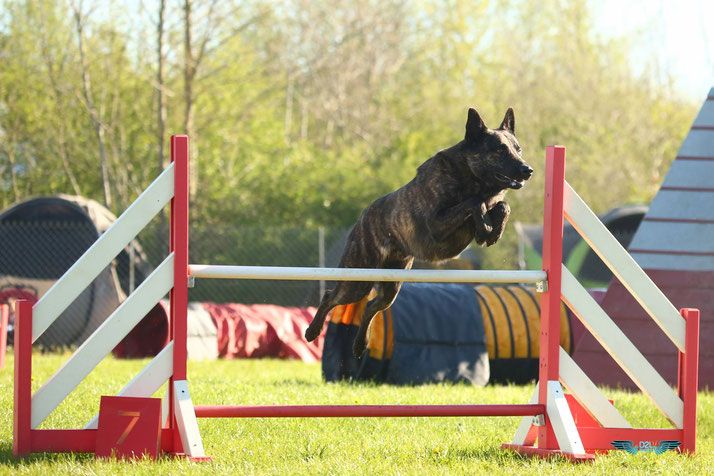 behendigheid Hollandse herder, agility, berger hollandais