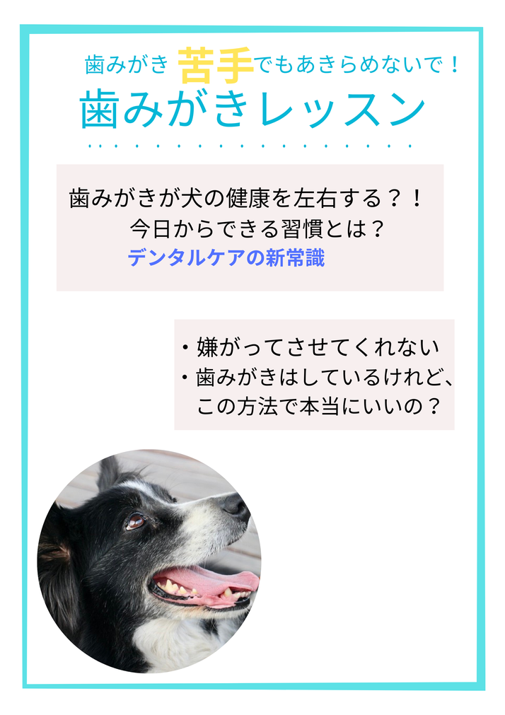 犬のしつけ　無料相談