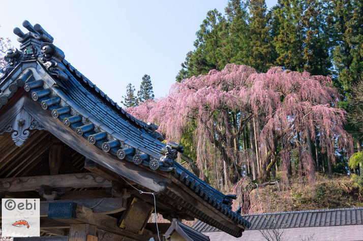 三春町