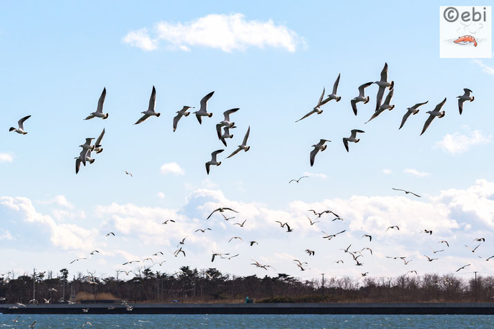 鳥の海