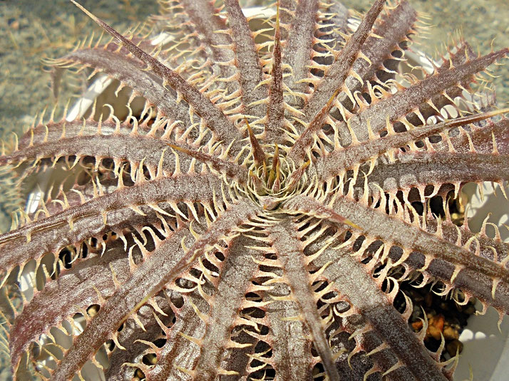本物 ディッキア デリカータ Dyckia delicata rubra ⑶ 【公式通販】