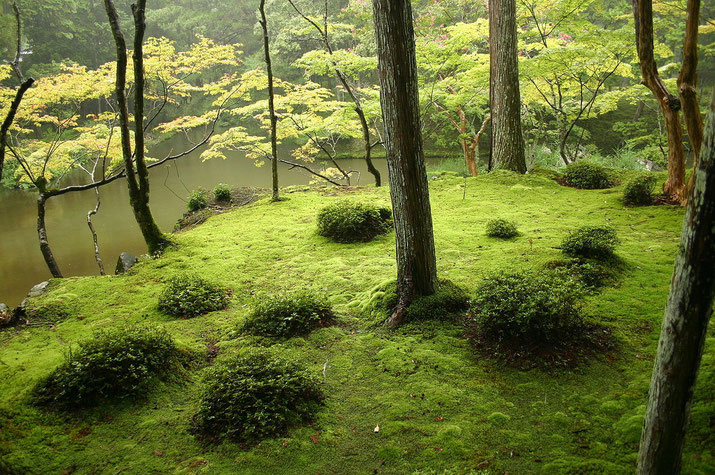 Moss is very important part of Zen garden in Japan. There are many types of moss used in the garden  Source: Wikipedia