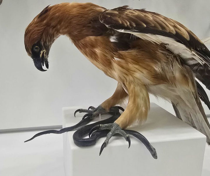 A surreal taxidermy or sculpture of a bird of prey with snake-like talons. The bird has a fierce expression, and its legs appear to be transforming into writhing serpents.