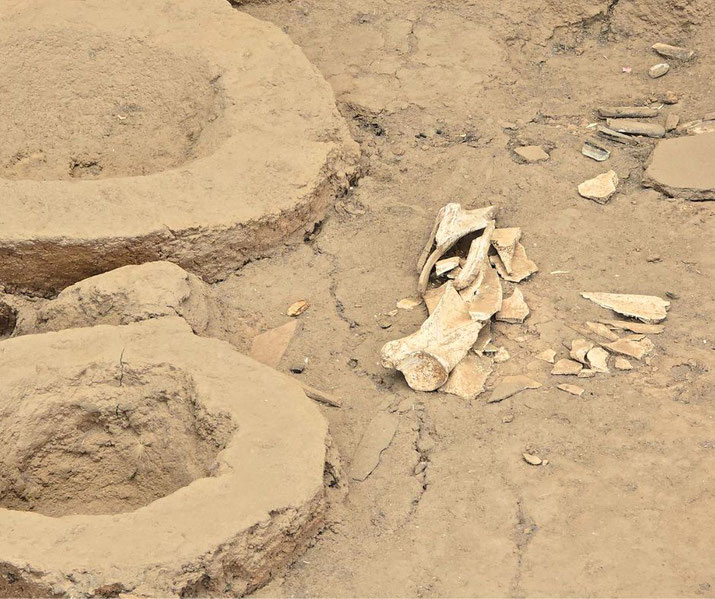 Excavated site with circular earth structures and scattered fragmented bones, likely remnants from an ancient settlement or burial.