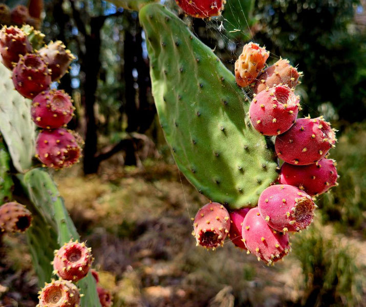 A prickly pear cactus with green pads covered in spines and clusters of ripe, red fruit.