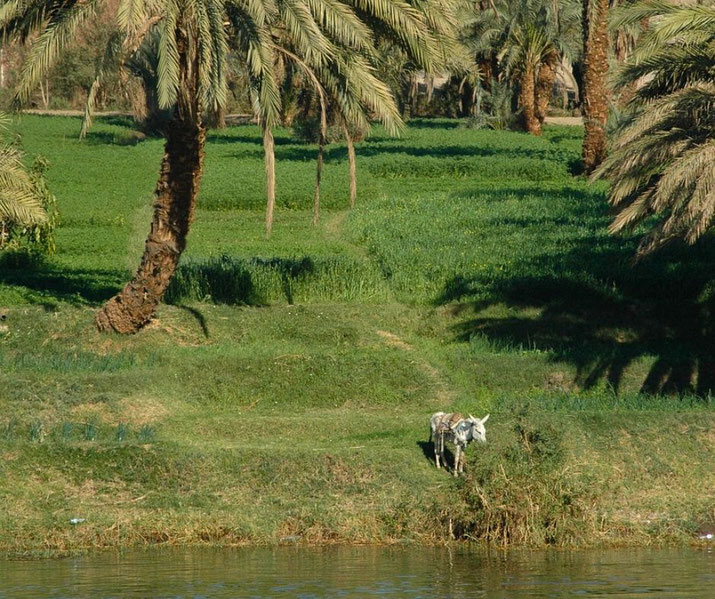 A lush Nile River bank with green fields and palm trees. A donkey stands near the water’s edge, casting a shadow in the sunlight, highlighting the rural beauty of Egypt’s fertile land.