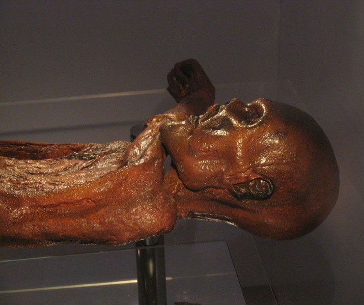 Side view of a well-preserved bog body with darkened, leathery skin and defined features, lying in a display case with arms bent.