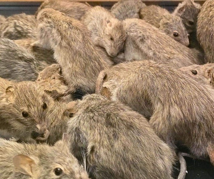 A close-up view of a group of gray-brown rats huddled together, showcasing their fur texture, small ears, and alert eyes in a crowded setting.
