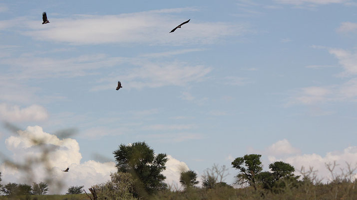 Circling vultures