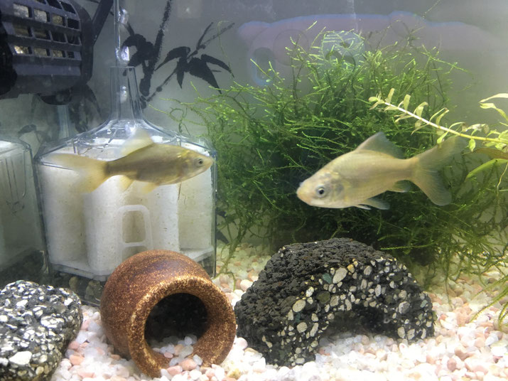 鉄魚に魅せられて 魚取沼産系 鎌田養魚場産 鉄魚を扱う当店です お客様からいただいたお写真 てっちゃんと鉄子 観賞魚の通信販売 川村淡水魚販売