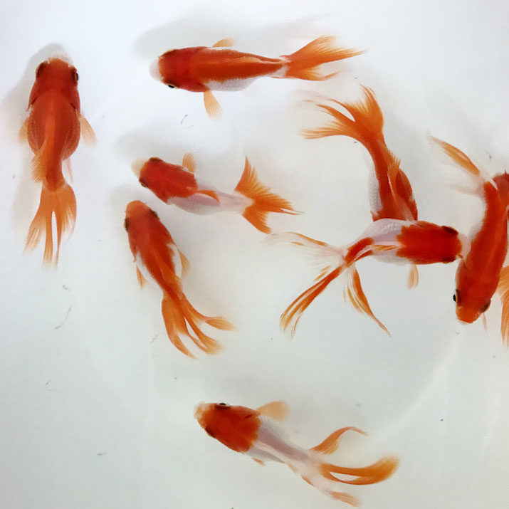 金魚 鯉 餌早見表 当店取扱商品 観賞魚の通信販売 川村淡水魚販売 金魚 鯉 餌早見表 当店取扱商品 観賞魚の通信販売 川村淡水魚販売