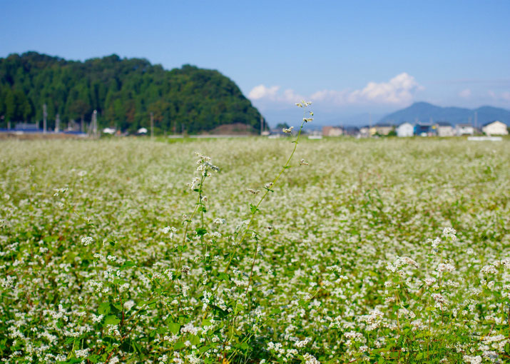 だいこん舎の蕎麦畑