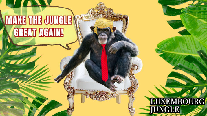 Satirescht Bild: E Schimpans mat blonder Trump-Frisur sëtzt op engem wäiss-goldfaarwege Barockstull. Lénks uewen eng Spriechblos mam Text "Make the Jungle Great Again!". Hannergrond: tropësch Blieder, gielen Zentrum. Riets ënnen Logo vu Luxembourg Jungle.