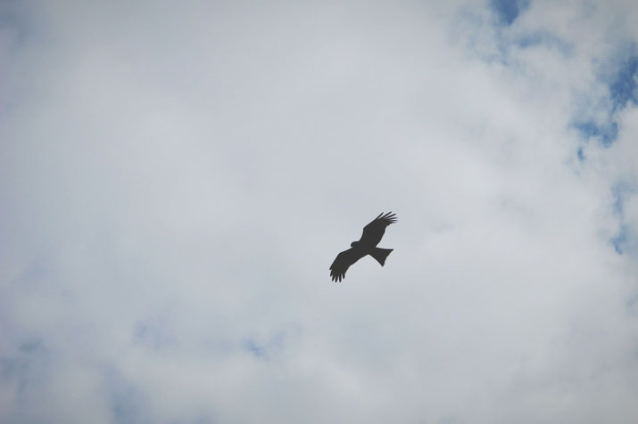 bigousteppes russie sibérie aigle