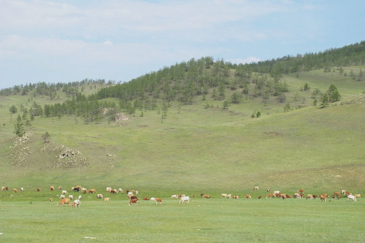 bigousteppes russie baikal sibérie