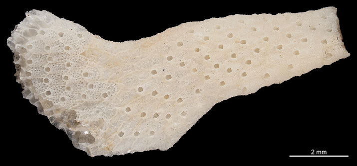 Senckenberg, Bryozoa, Bryozoen, Moostierchen, Sammlung Voigt