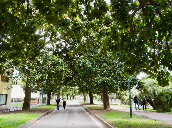 Italienreise: Riva am Gardasee mit toller Magnolienallee