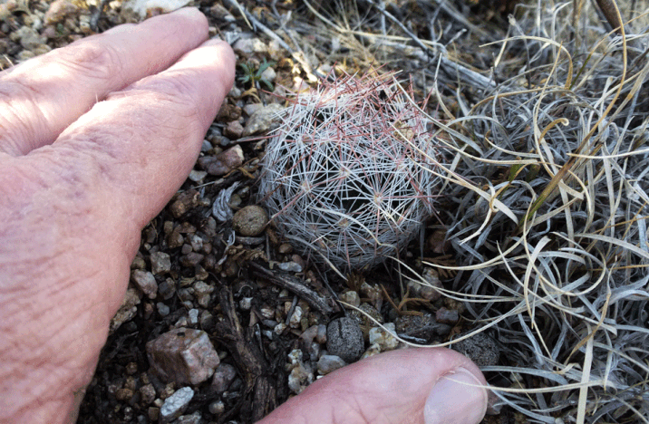 An itty-bitty cactus in the Sandia foothills. Tramp cross-country when you could have stayed on a trail, and you might squash this without even knowing.