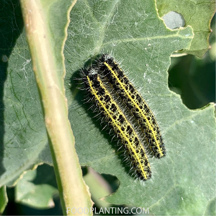 witjes rupsen