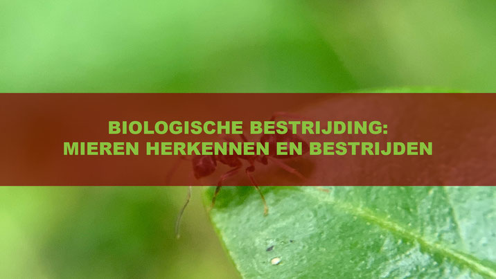 biologische bestrijding mieren herkennen en bestrijden