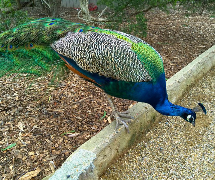 A vibrant peacock with an iridescent blue neck, green feathers, and a patterned back, standing near a gravel path and wooded area, showcasing its elegant plumage in a natural setting