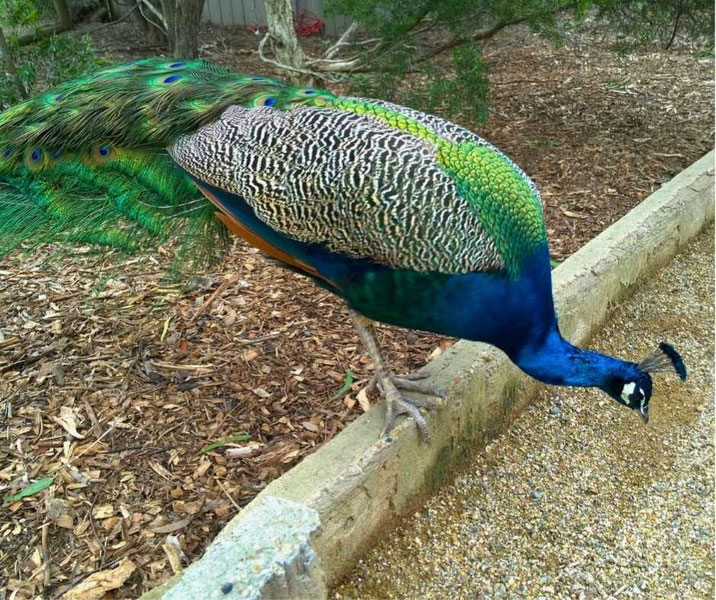 A vibrant peacock with an iridescent blue neck, green feathers, and a patterned back, standing near a gravel path and wooded area, showcasing its elegant plumage in a natural setting