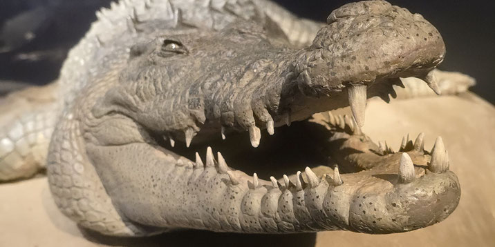 Close-up of a crocodile's head with mouth open, showing sharp teeth and textured scales.