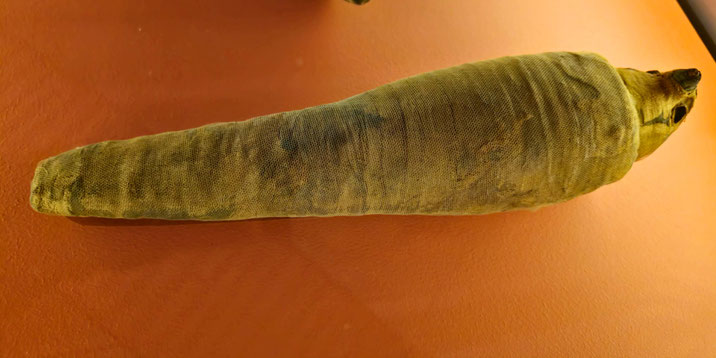 Elongated animal mummy wrapped in linen with visible head features, displayed on an orange museum surface.