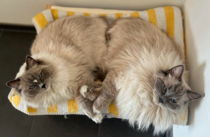 Kajika Rags' Lexie und Lou, beide blue mitted, * 16.02.2023, werden über die Maßen geliebt in Radolfzell-Güttingen