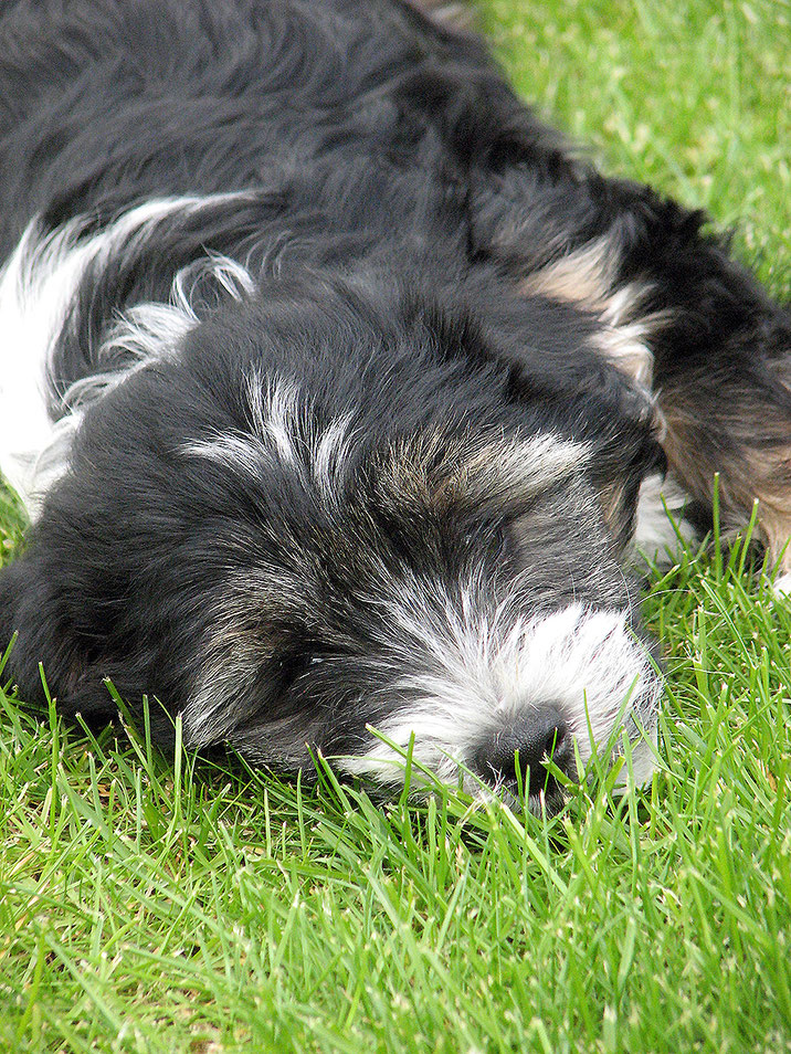 Tibet Terrier Welpe KTR/VDH-geprüft Dog's Wisdom