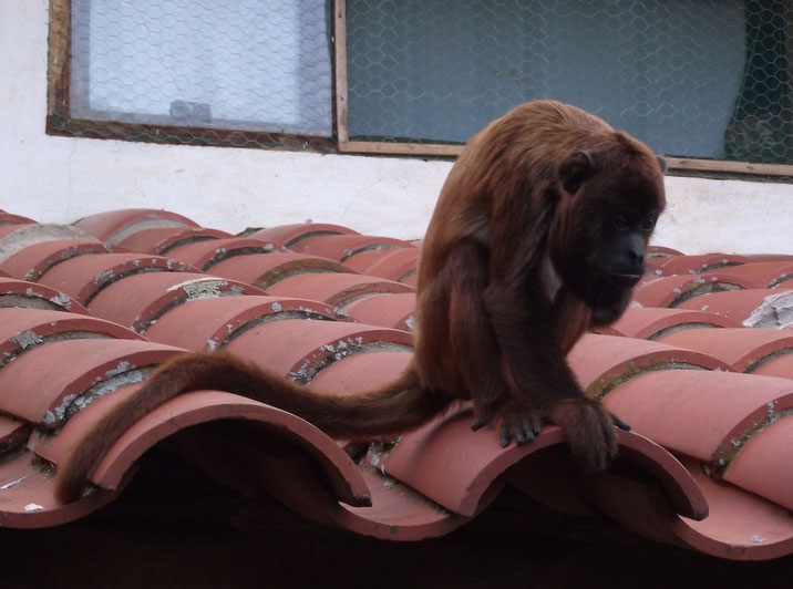 monkey at Zoológico El Refugio, Samaipata, Bolivia