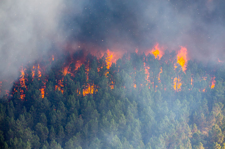 Massiv steigende Waldbrandgefahr in Nadelforsten © S. Ecker