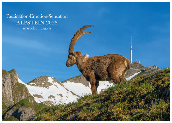 Kalender, Kalender 2023, Alpstein, Alpsteinkalender, Marcel Schiegg, Alpsteinbilder, Bollenwees, Rotsteinpass, Seealpsee, Meglisalp, Steinböcke, Steinbock, Fählensee, Appenzell, Appenzellerland, Schäfler, Säntis, Bildkalender, Appenzeller Kalender