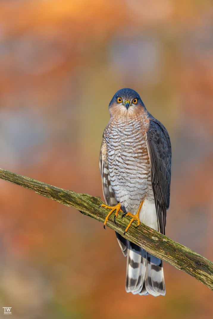15 Plötzlich setzt sich der Sperber nach einem Angriff auf einen Singvogel auf einen der entfernten Ansitzäste. Genau in dem Moment war die Buche im Hintergrund schön ausgeleuchtet, was sowohl 5 min davor als auch 5 min danach nicht der Fall war 🙏